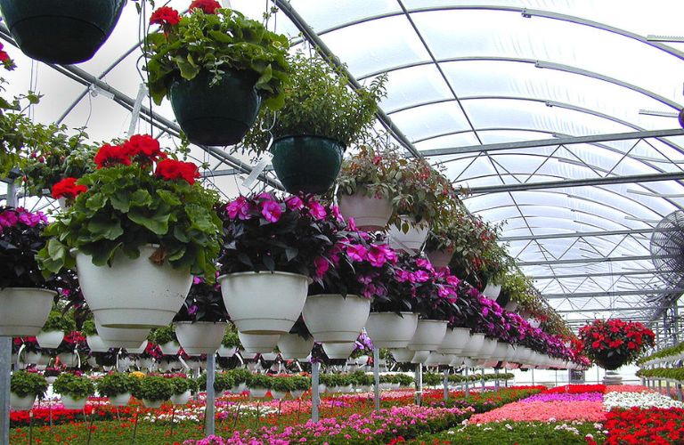 Vách và mái lợp nhà kính sử dụng tấm Mica trong 3mm để đảm bảo khả năng lấy sáng